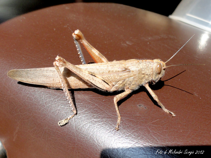 locusta (senza foto) probabile Anacridium aegyptium